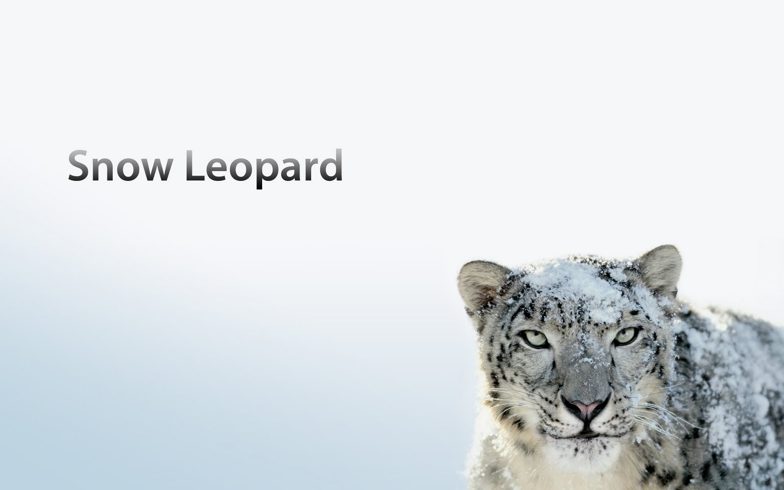 Mac OS X Apple annuncia la fine supporto Snow Leopard