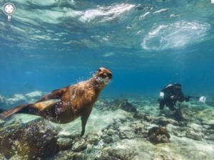 foca-alle-galapagos