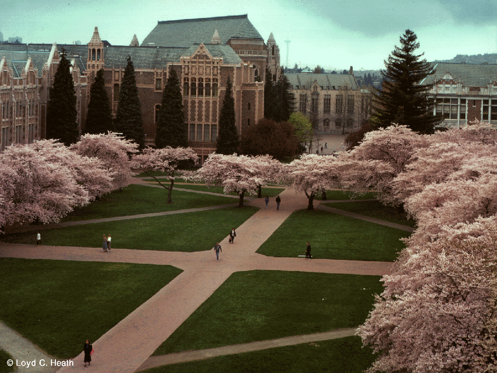 washington_university
