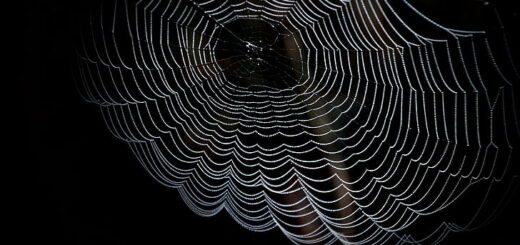 Come creare un blog anonimo